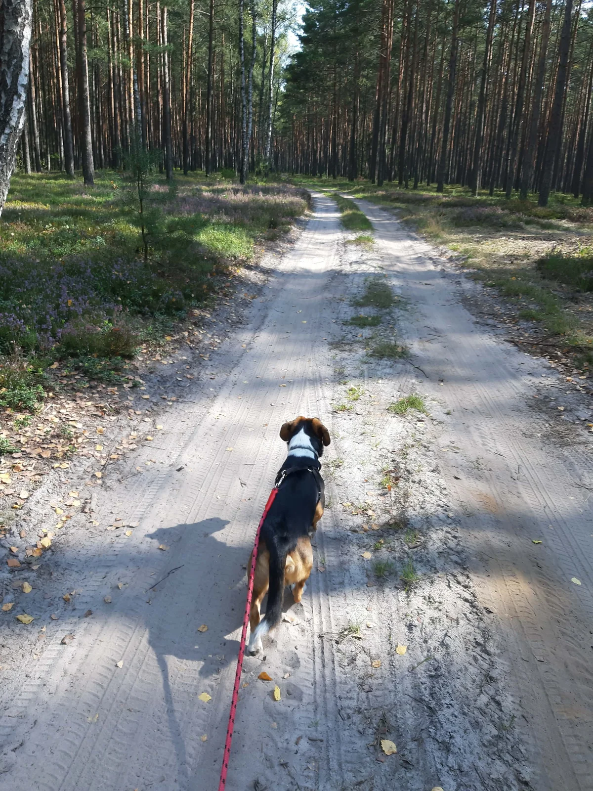 Pies idący na smyczy leśną drogą