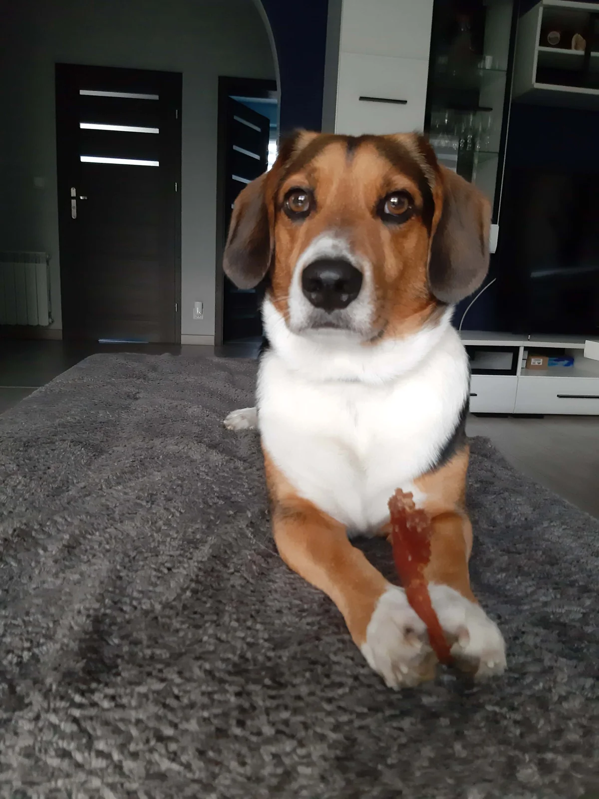 Pies leżący w domu i trzymający gryzak między łapami